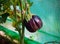 Aubergine, eggplant black beauty growing in summer kitchen garden