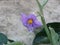 Aubergine plant flowering Solanum Melongena . Purple eggplant flower in the garden