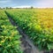 Aubergine plantations grow in the field. vegetable rows. farming, agriculture. Landscape with agricultural land. crops