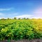 Aubergine plantations grow in the field. vegetable rows. farming, agriculture. Landscape with agricultural land. crops