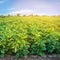 Aubergine plantations grow in the field. vegetable rows. farming, agriculture. Landscape with agricultural land. crops