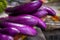 Aubergines for sale