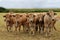 Aubrac cows