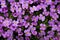 Aubretia or Aubrieta hardy evergreen perennial flowering plants with multiple dense small violet flowers with yellow center