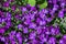 Aubretia or Aubrieta low spreading hardy evergreen perennial flowering plants with multiple dense small violet flowers with yellow