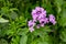 Aubretia or Aubrieta small violet flowers in green garden