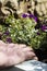 Aubrieta being planted in a garden flower bed