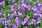 Aubrieta blooms in a flower bed in the garden