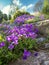 Aubrieta cultorum flowers