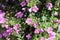 Aubrieta deltoidea, also know as lilacbush, purple rock cress and rainbow rock cress