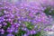 Aubrieta deltoidea or Aubretia plant flowering in spring, Kiparissi Lakonias, Peloponnese, Greece