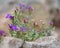 Aubrieta Deltoidea Doctor Mules hardy perennial plant