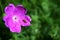 Aubrieta deltoidea flower with a little bug