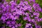 Aubrieta deltoidea known as lilacbush, purple rock cress and rainbow rock cress. A flower that blooms purple in the spring