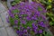 Aubrieta deltoidea purple in the garden in April. Berlin, Germany