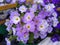 Aubrieta `Florado Blue Blush Bicolour`