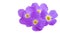 Aubrieta flower isolated