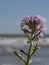 An aubrieta flower on the seaside, closeup