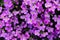 Aubrieta Groundcover