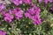 Aubrieta purple inflorescence