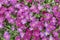 Aubrieta purple inflorescence