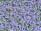 Aubrieta tiny blue summer flowers background