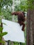 Auburn orangutan sits on the back corner of the billboard in the jungle (Indonesia)