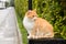 Auburn wandering cat sitting on gate in residential complex, and looks away