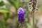 Aucher-Eloy grape hyacinth, Muscari aucheri