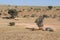 Auchterlonie waterhole, Kgalagadi Transfrontier Park