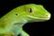 Auckland green gecko Naultinus elegans