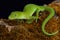 Auckland green gecko Naultinus elegans