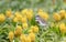 Auckland Island Banded Dotterel, Charadrius bicinctus exilis