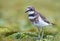 Auckland Island Banded Dotterel, Charadrius bicinctus exilis