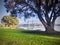 AUCKLAND, NEW ZEALAND- AUG 15,2020: Empty swing on tree at the morning.