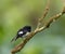 Auckland Tomtit, Petroica macrocephala marrineri