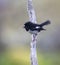 Auckland Tomtit, Petroica macrocephala marrineri