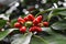 Aucuba Japonica. Japanese Laurel Dentata. Foliage and red fruits in winter.