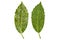 Aucuba Japonica leaves on white background. Upper and under face