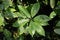 Aucuba Japonica Plant Leaves