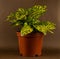 Aucuba japonica in pot with brown background