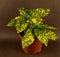 Aucuba japonica in pot with brown background, top view