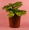 Aucuba japonica in pot with pink background