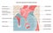 Auditory ossicles joints and ligaments. Middle ear tympanic membrane