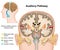 The auditory pathway medical  illustration on white background