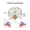 Auditory pathways from cochlea in ear to cortex in brain