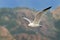 Audouin`s Gull - Ichthyaetus audouinii captured in the flight with mountains in the background