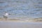 Audouin`s gull Iichthyaetus audouinii with a fishing hook hooked in the mouth in the Natural Park of the Marshes of AmpurdÃ¡n,