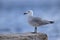 Audouin`s gull perched on a rock along the coast