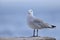 Audouin`s gull perched on a rock along the coast